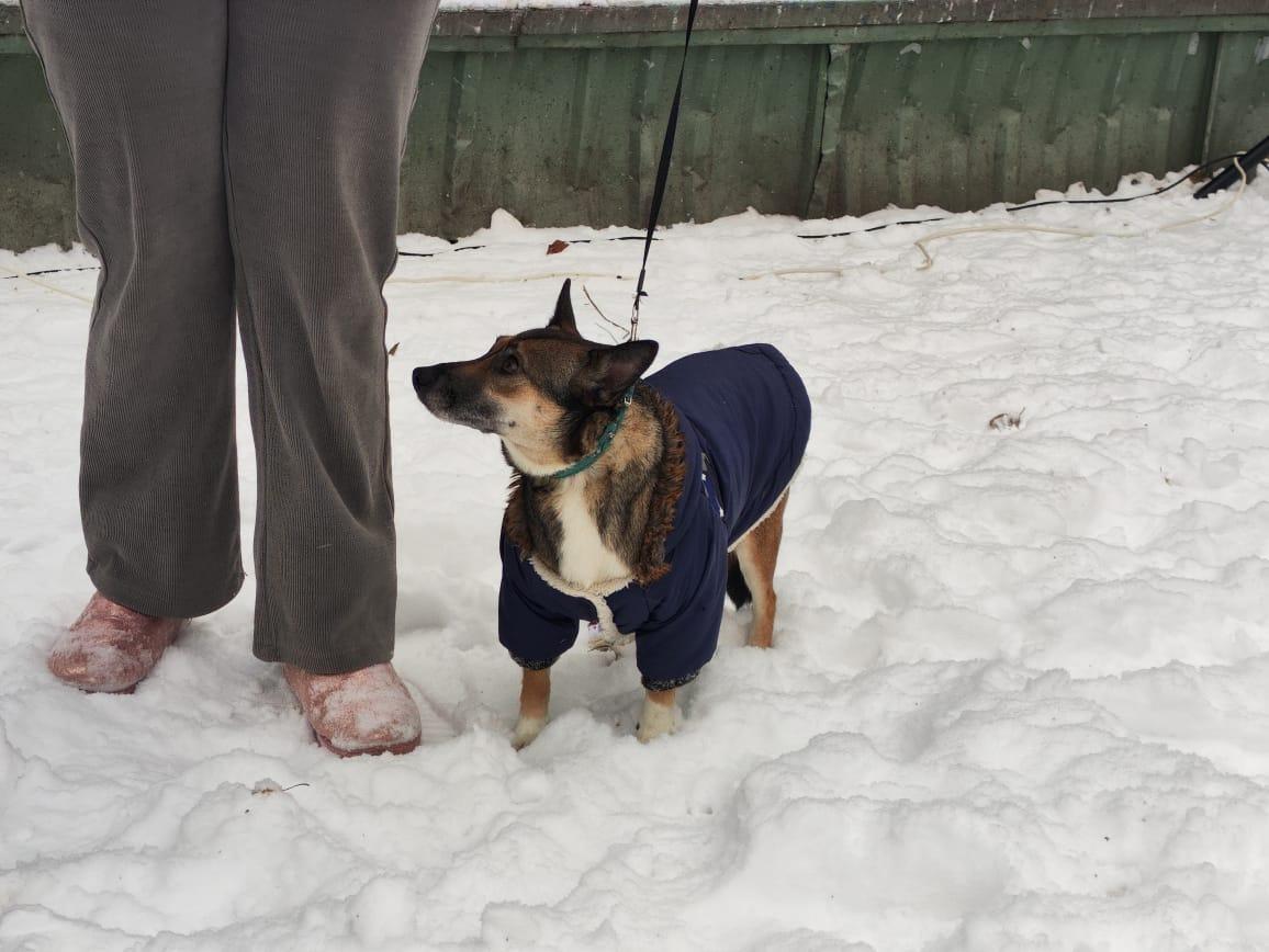Фото Триста новосибирцев вышли на митинг против закона об эвтаназии бездомных животных 5